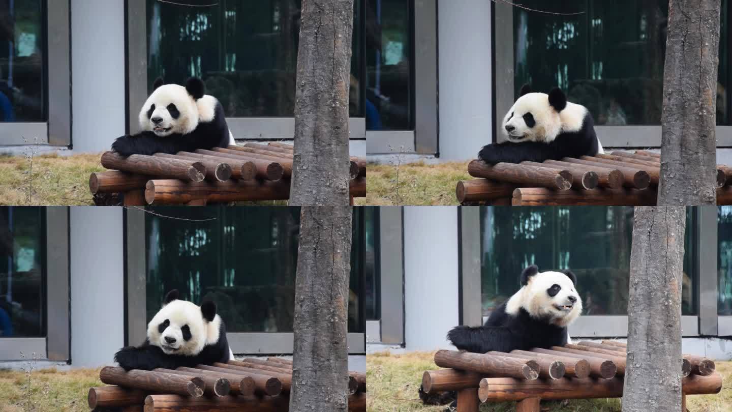 熊猫发呆