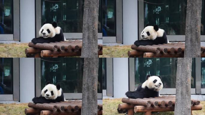 熊猫发呆