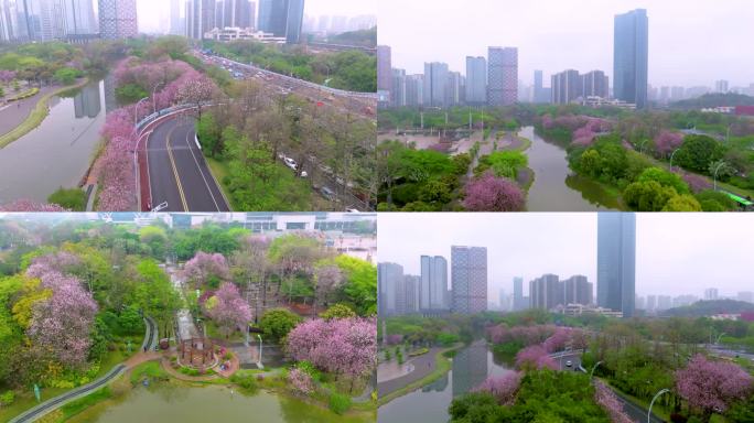 城市公园盛开着紫荆花航拍镜头素材