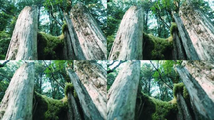 绿色森林-跟踪(4K)库存视频