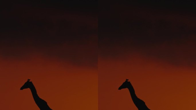 一只长颈鹿在美丽的橙色黄昏漫步在田园诗般的自然保护区。