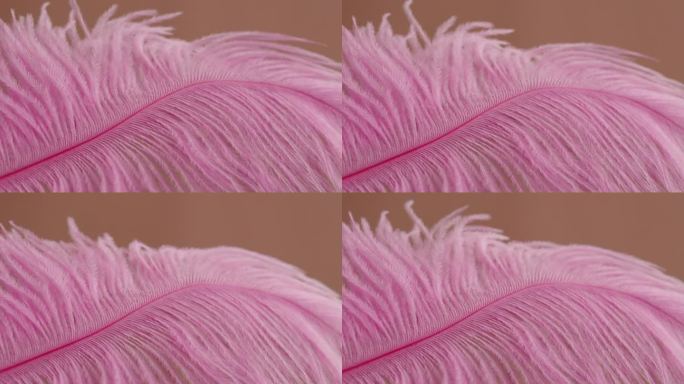 粉色羽毛纹理，米色背景上柔软的羽毛特写。柔软和皮毛柔嫩的概念。