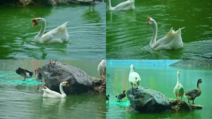 水中游动的鹅和鸭子