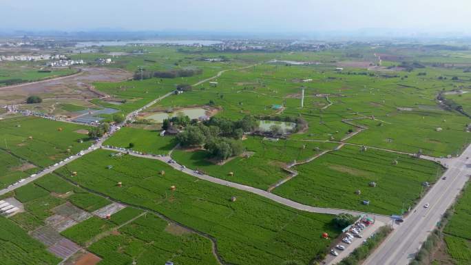 广西横州市茉莉花种植基地航拍镜头合集