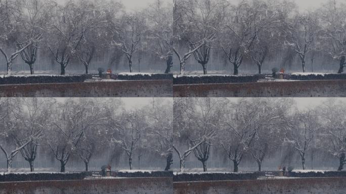 大雪中的柳树与荷塘05