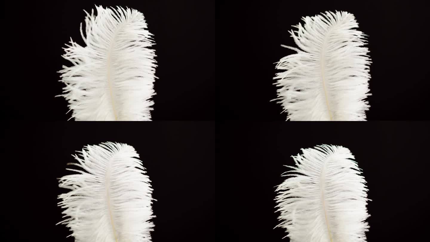 白色羽毛纹理，黑色背景上柔软的羽毛特写。柔软和皮毛柔嫩的概念。
