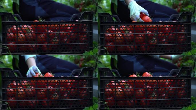 一名妇女在温室里用箱子收割西红柿