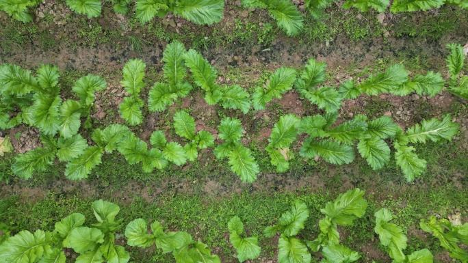 农村菜地有机蔬菜