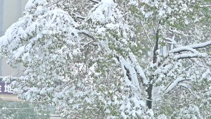 大雪纷飞，风吹树摇摆，暴风雪天气