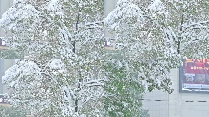 大雪纷飞，风吹树摇摆，暴风雪天气