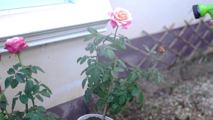 为爱浇灌花园里美丽的玫瑰