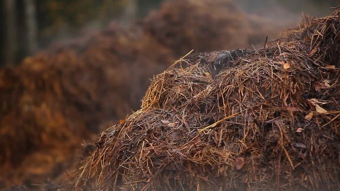 蒸汽从农场的干草和粪肥上掠过。肥料的腐烂过程伴随着热量的释放