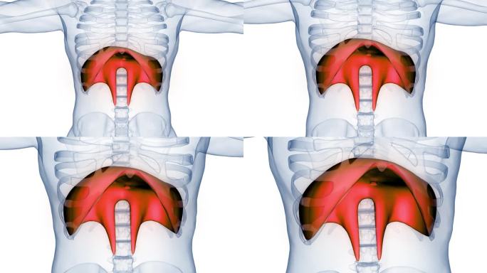 人体呼吸系统隔膜解剖动画概念
