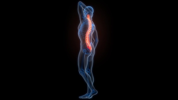 人体骨骼系统的脊髓脊柱解剖动画概念
