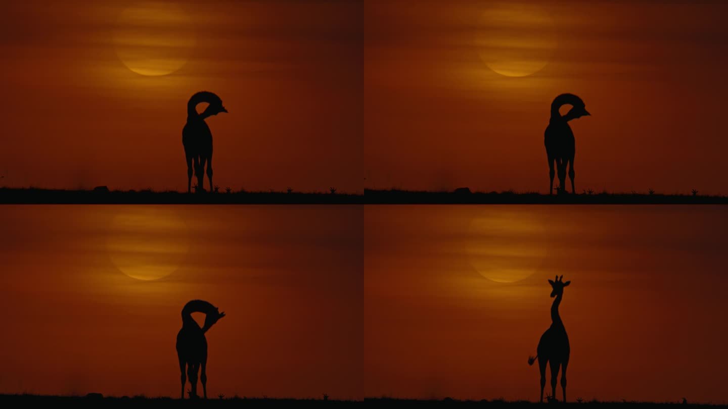 一只长颈鹿在田园诗般的自然保护区散步，阳光在背景中逐渐消失