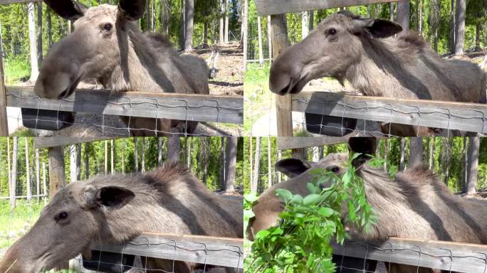 近距离接触并喂养森林之王，瑞典草原上的一只瑞典驼鹿