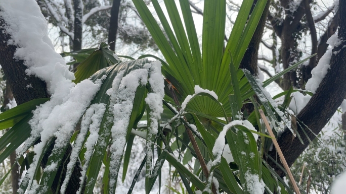 4K唯美森林雪景下雪升格慢镜头