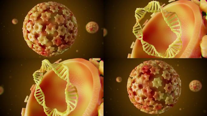 HPV人乳头瘤病毒及其内部DNA展示