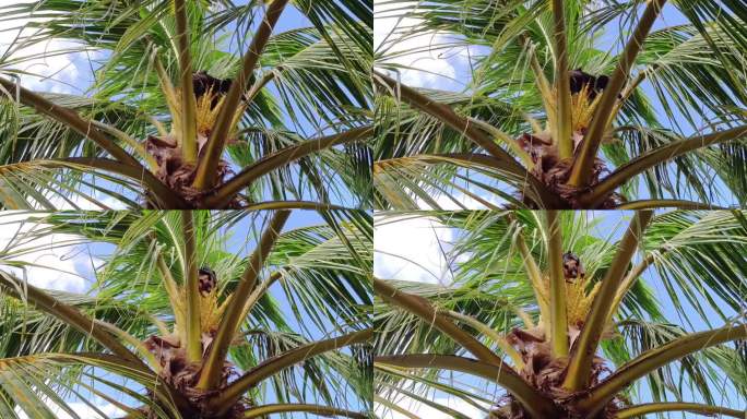 在棕榈树顶上吃花的果蝠。