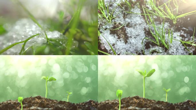春天冰雪消融万物复苏种子发芽蘑菇植物生长