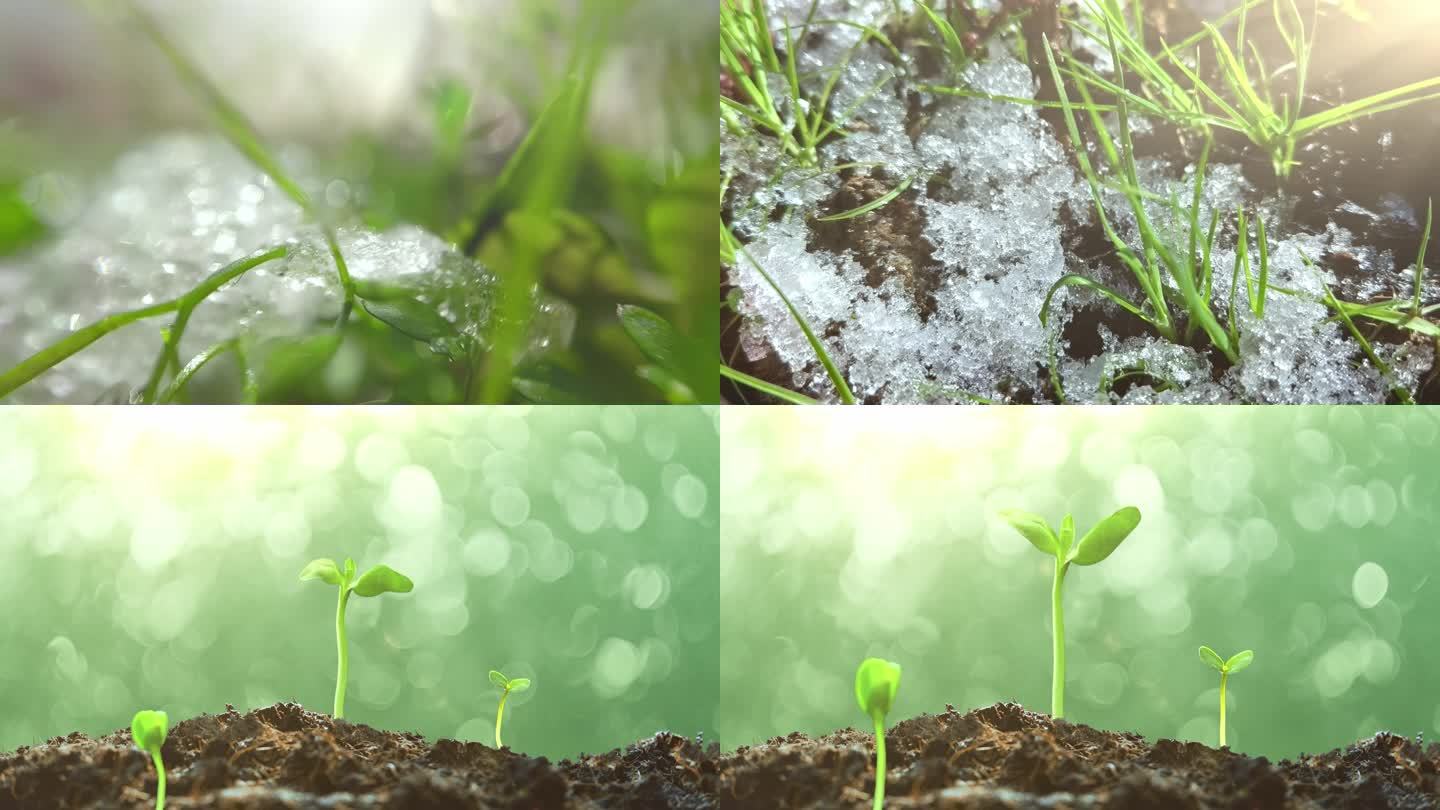 春天冰雪消融万物复苏种子发芽蘑菇植物生长