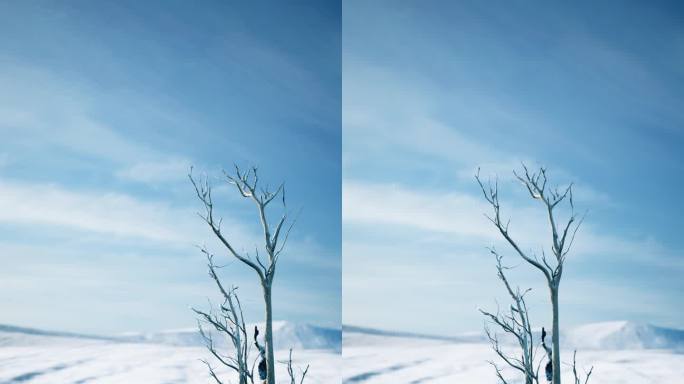白雪皑皑的沙漠中只有一棵干枯的树，冰冷而孤独