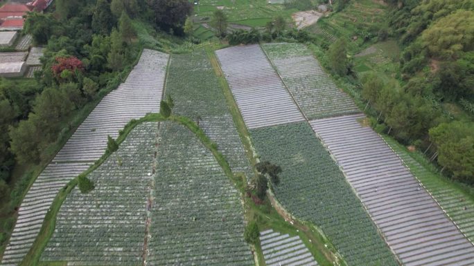 使用覆盖法的农用地鸟瞰图。覆盖物中的植物。印尼的风景。