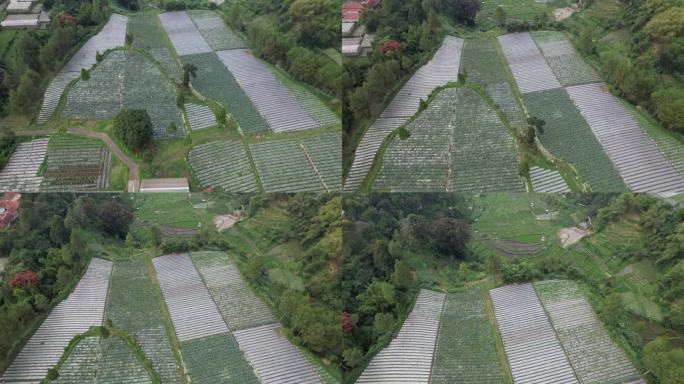 使用覆盖法的农用地鸟瞰图。覆盖物中的植物。印尼的风景。