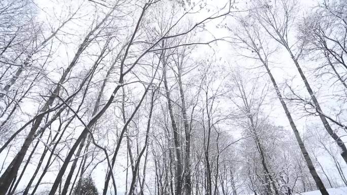 实拍雪景下的小树林