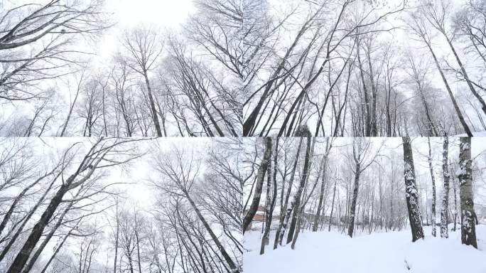 实拍雪景下的小树林