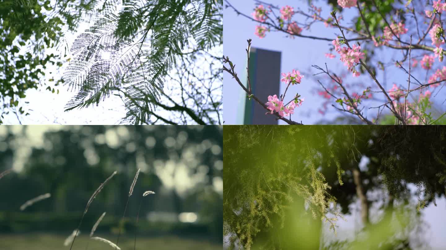 夏日小清新治愈春暖花开(升格)