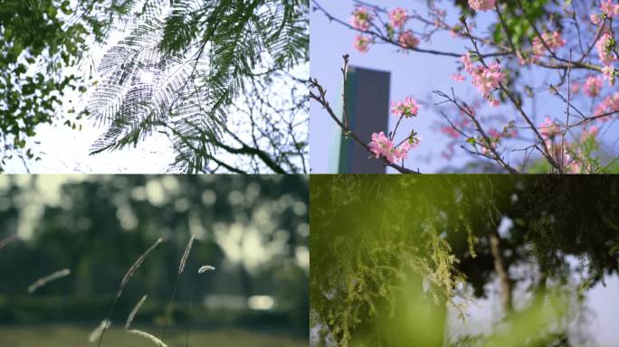 夏日小清新治愈春暖花开(升格)