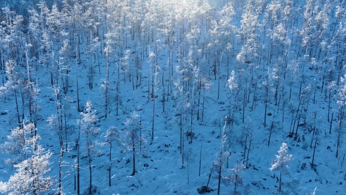 内蒙古冬季森林风景雾凇雪松阳光