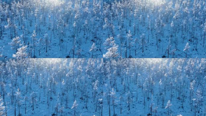 内蒙古冬季森林风景雾凇雪松阳光