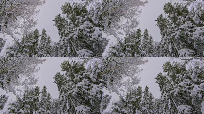 冬天的森林里飘着雪，白雪覆盖了树梢，冬天的景象阴森壮观