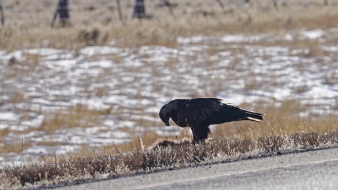 金鹰在高速公路边上吃被公路撞死的动物