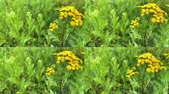 在绿色的夏日草地上的平凡的Tanacetum。野花浅黄色背景。黄色的花朵。唐菖蒲是一种普通的唐菖蒲属