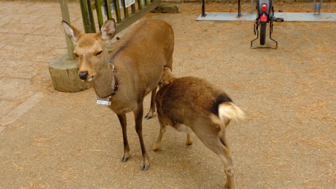 在日本奈良公园，小鹿在吃它的母乳