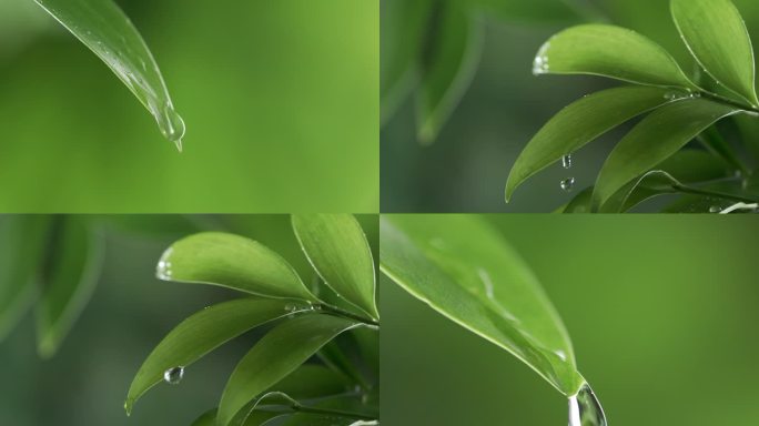 水滴雨滴落在树叶绿叶子上