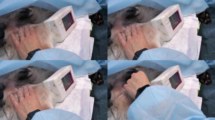 兽医在给宠物做手术时监测生命体征。兽医密切监视监视器上的生命体征。依靠经验丰富的兽医使用监测器。