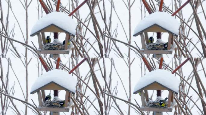 小鸟，大山雀和麻雀在冬天吃喂食器。冬天照顾和帮助鸟类。在冬天下雪的日子里，饥饿的鸟儿从悬挂的喂食器上