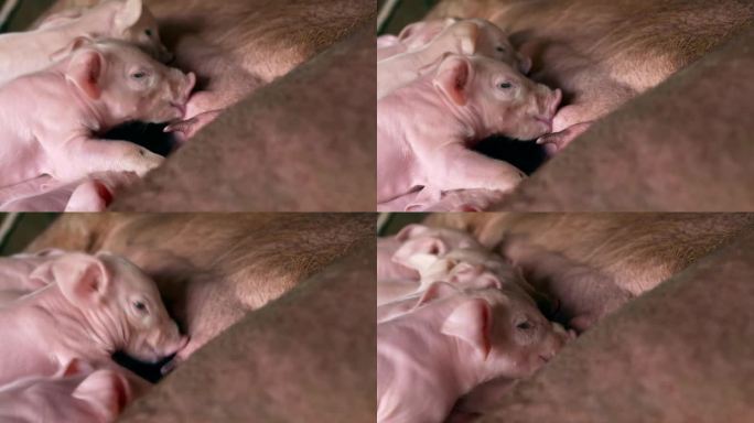 猪妈妈喂小猪，许多刚出生的小猪正在吮吸猪妈妈的乳汁，4k，家畜