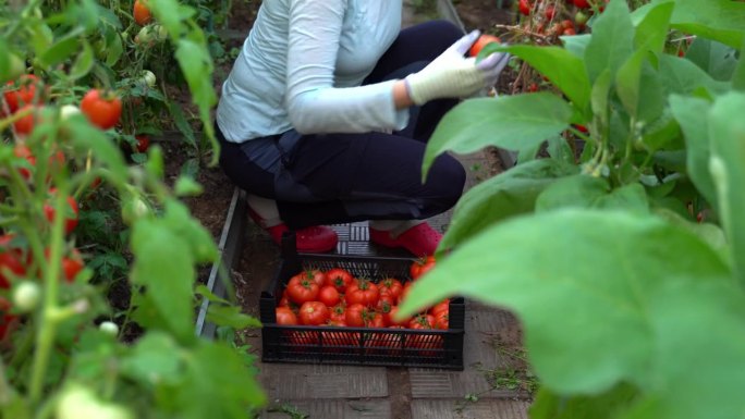 在温室里收割西红柿的妇女