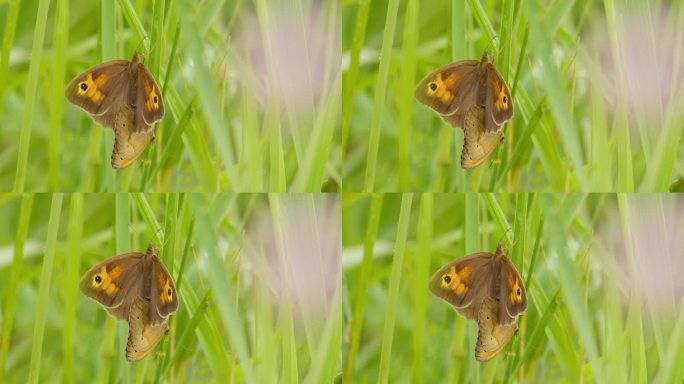 两只草地上的棕色蝴蝶在一片草叶上席地而坐