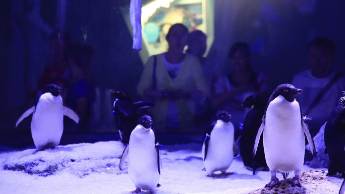 企鹅海洋馆水族馆参观游览游客动物萌宠