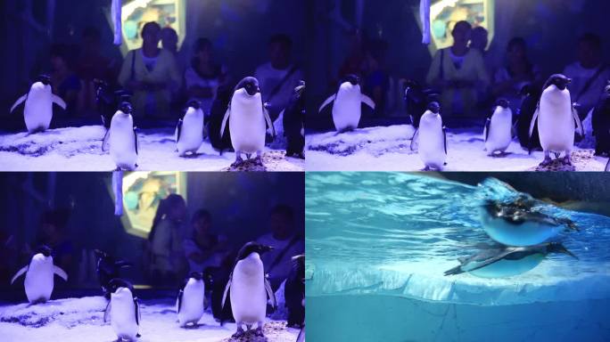 企鹅海洋馆水族馆参观游览游客动物萌宠