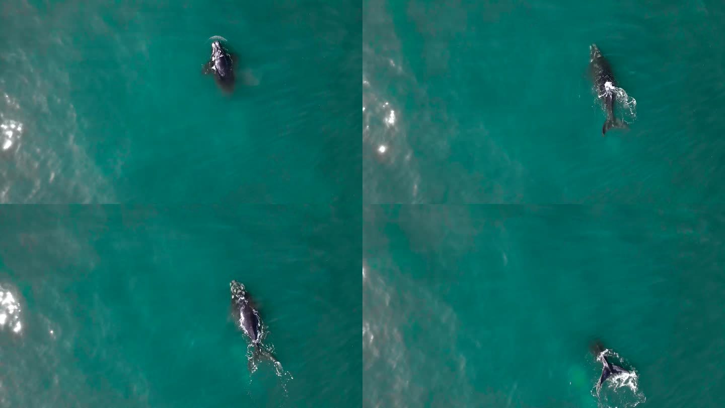 南露脊鲸幼崽浮出水面呼吸的鸟瞰图