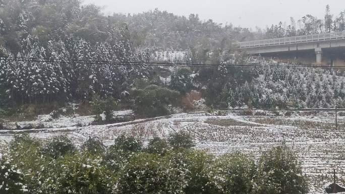 农村初雪雪景