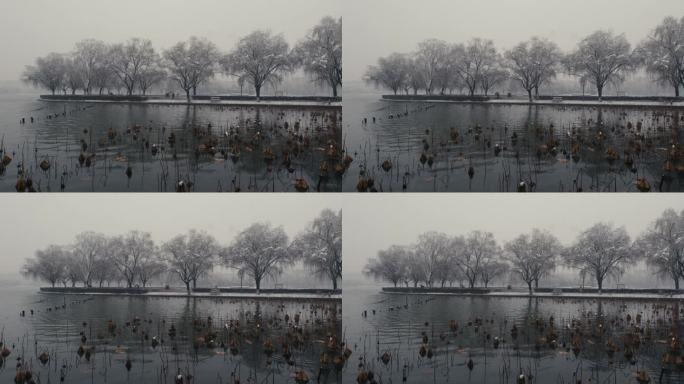 大雪中的湖中残荷与树木02
