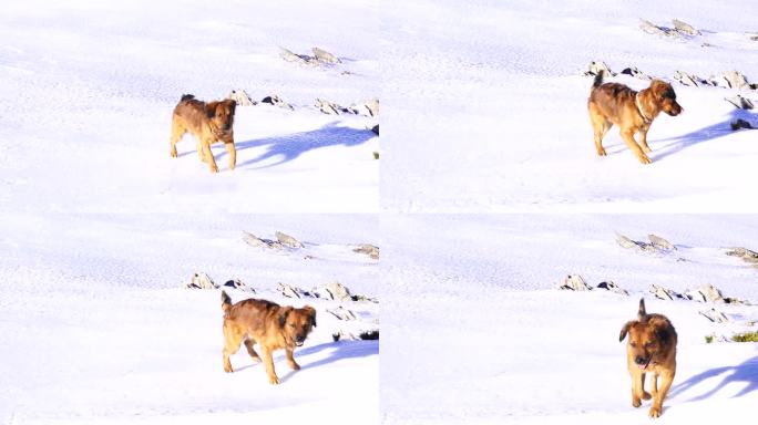 可爱的巴斯克牧羊犬在冰雪上不确定地行走，在冰上不确定地行走